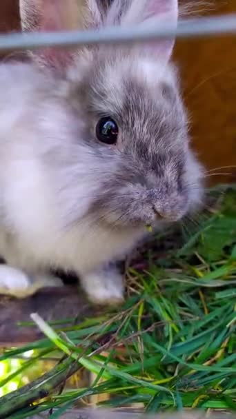Şirin küçük tavşan yeşil çimenleri kafeste çiğniyor. — Stok video