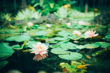 Botanik Bahçesi havuzunda Lotus