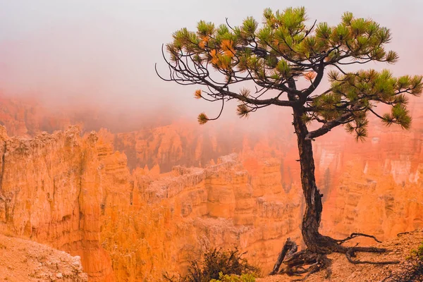 Bryce Canyon nella nebbia — Foto Stock