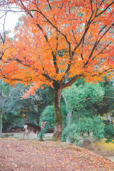 Nara, rode blad en herten — Stockfoto