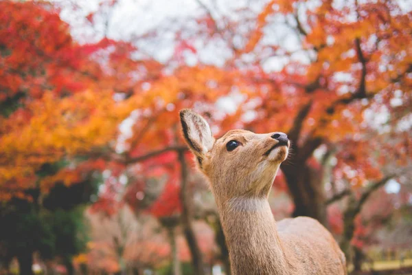 Nara, Red Leaf and Deer — стоковое фото