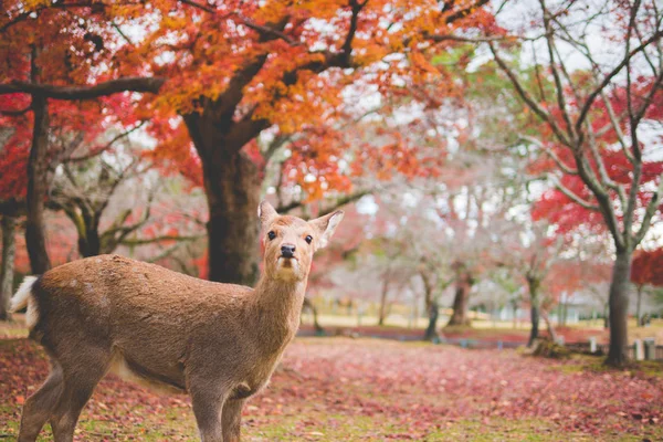 Nara, Red Leaf and Deer — стоковое фото