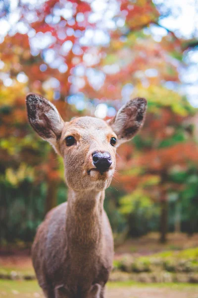 Nara, červený list a jelen — Stock fotografie