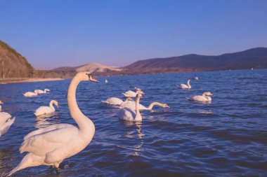 Yamanakako Kuğu Gölü