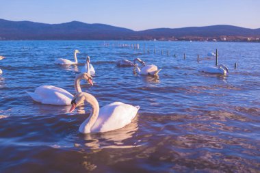 Yamanakako Kuğu Gölü