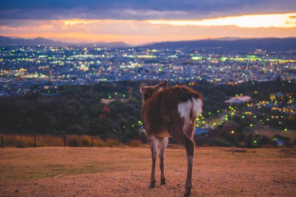 Nara, el ciervo en la noche en la montaña — Foto de Stock