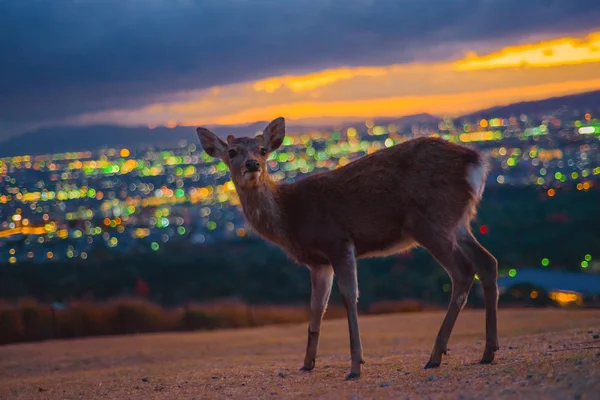 Нара, олень в ночи на горе — стоковое фото