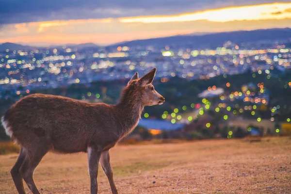 Нара, олень в ночи на горе — стоковое фото