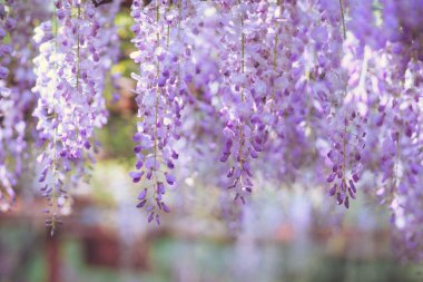 Nisan'ın büyüleyici mor şelalesi, Wisteria