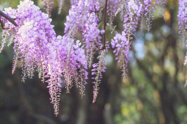 Nisan'ın büyüleyici mor şelalesi, Wisteria
