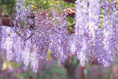 Nisan'ın büyüleyici mor şelalesi, Wisteria