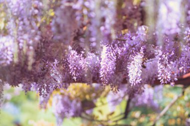 Nisan'ın büyüleyici mor şelalesi, Wisteria