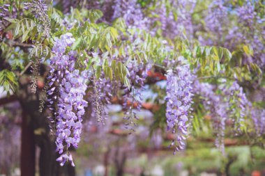 Nisan'ın büyüleyici mor şelalesi, Wisteria
