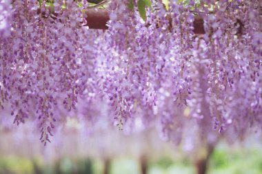 Nisan'ın büyüleyici mor şelalesi, Wisteria
