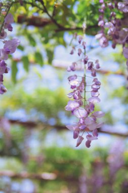 Nisan'ın büyüleyici mor şelalesi, Wisteria