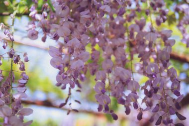 Nisan'ın büyüleyici mor şelalesi, Wisteria