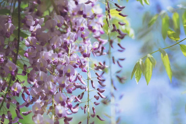 Nisan'ın büyüleyici mor şelalesi, Wisteria — Stok fotoğraf