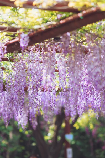 Cachoeira roxa encantadora de abril, Wisteria — Fotografia de Stock