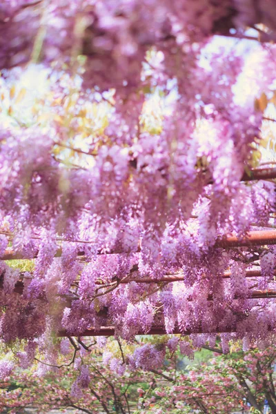 Очаровательный фиолетовый водопад Эйприл — стоковое фото