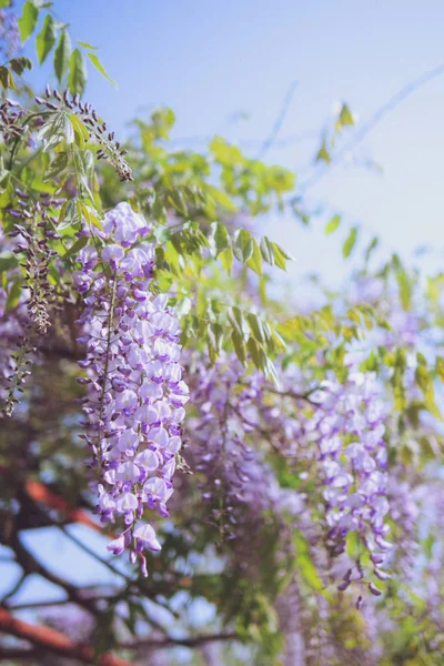 De charmante paarse waterval van april, blauweregen — Stockfoto