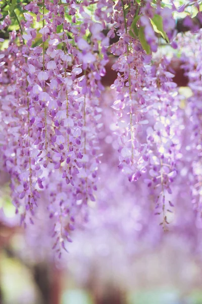 Nisan'ın büyüleyici mor şelalesi, Wisteria — Stok fotoğraf