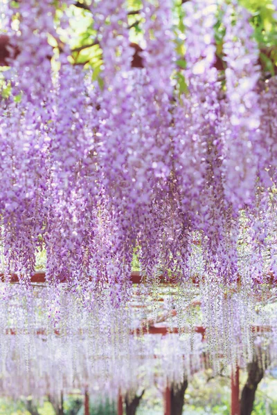 April's charming purple waterfall, Wisteria — Stock Photo, Image