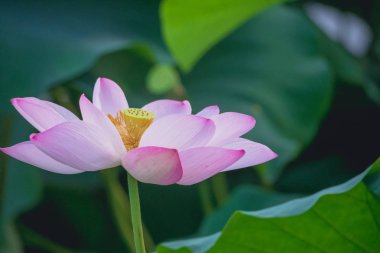 Yazın, göldeki nilüfer çiçekleri tıpkı bir peri gibidir..