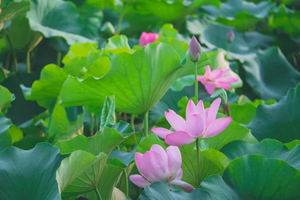 Летом цветы лотоса в пруду похожи на фею. . — стоковое фото