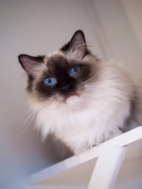 Güzel renkler ve desenler ile güzel Ragdoll kedi portre