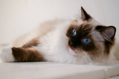 Güzel renkler ve desenler ile güzel Ragdoll kedi portre