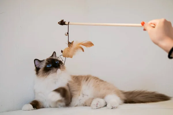 Grazioso ritratto di gatto ragdoll con bellissimi colori e modelli — Foto Stock