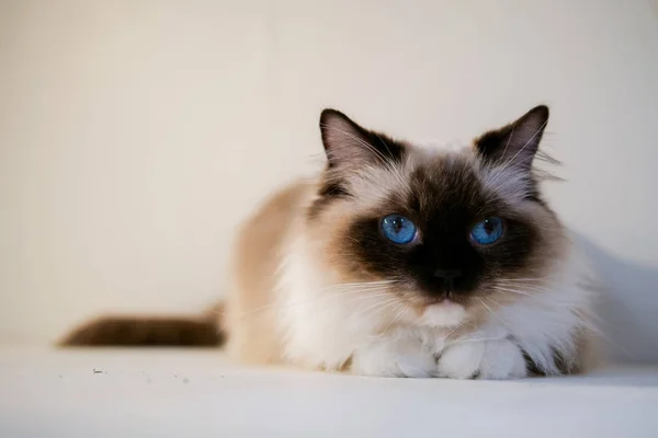 Retrato de gato bonito ragdoll com belas cores e padrões — Fotografia de Stock