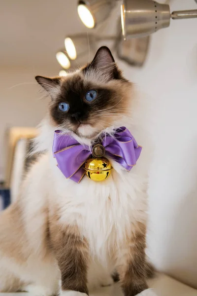 Joli portrait de chat ragdoll avec de belles couleurs et de beaux motifs — Photo