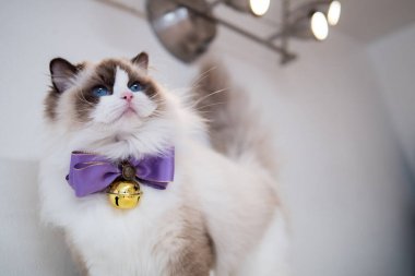 Güzel renkler ve desenler ile güzel Ragdoll kedi portre