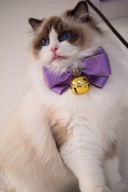 Güzel renkler ve desenler ile güzel Ragdoll kedi portre