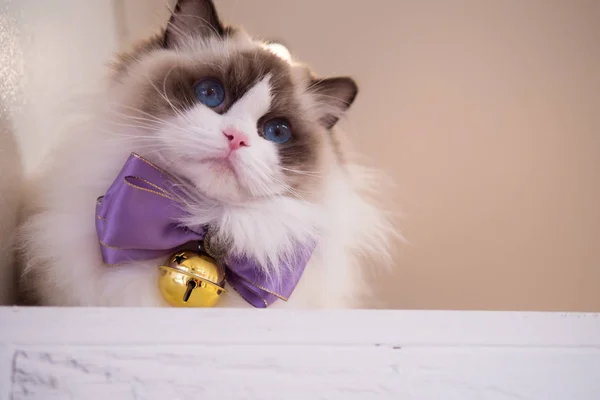 Joli portrait de chat ragdoll avec de belles couleurs et de beaux motifs — Photo