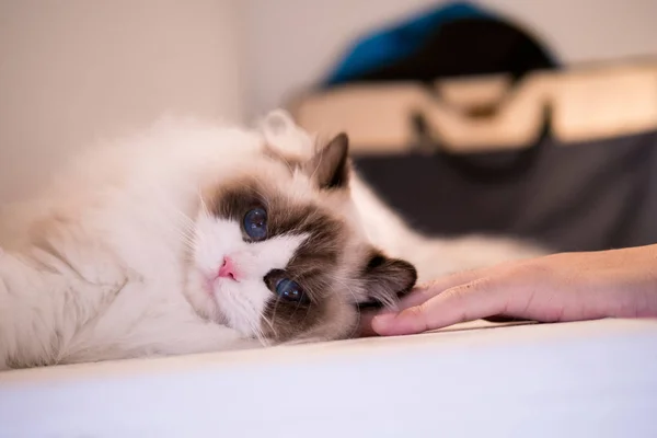 Lovely ragdoll cat portrait with beautiful colours and patterns — Stock Photo, Image