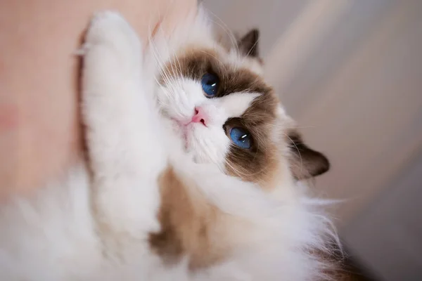 아름 다운 색상과 패턴으로 사랑 스러운 래그 돌 고양이 초상화 — 스톡 사진