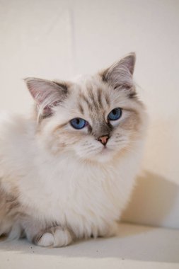 Güzel renkler ve desenler ile güzel Ragdoll kedi portre