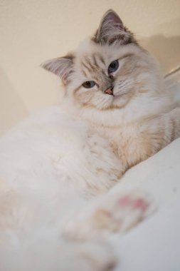 Güzel renkler ve desenler ile güzel Ragdoll kedi portre