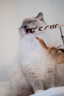 Güzel renkler ve desenler ile güzel Ragdoll kedi portre