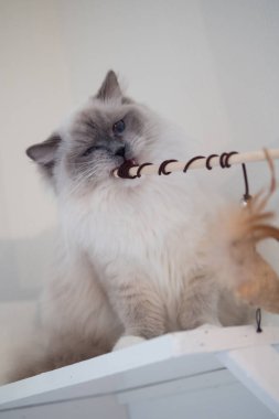 Güzel renkler ve desenler ile güzel Ragdoll kedi portre