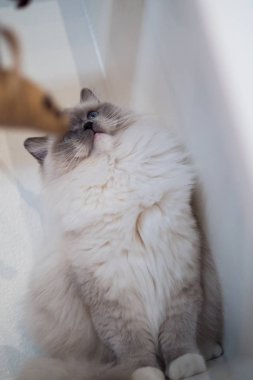 Güzel renkler ve desenler ile güzel Ragdoll kedi portre
