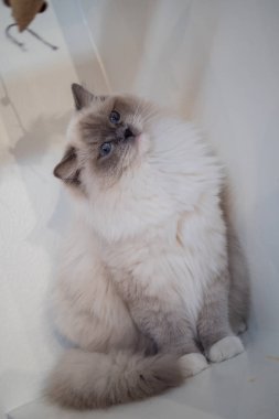 Güzel renkler ve desenler ile güzel Ragdoll kedi portre