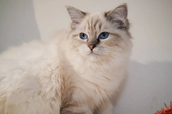 Rozkošná kočička na portrétu s krásnými barvami a vzory — Stock fotografie