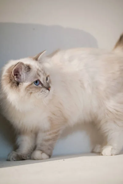 Retrato de gato bonito ragdoll com belas cores e padrões — Fotografia de Stock