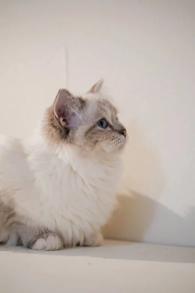 美しい色とパターンを持つ素敵なラグドール猫の肖像画 — ストック写真