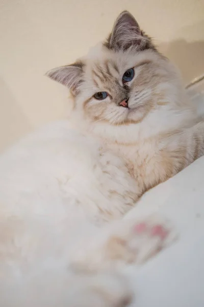 Retrato de gato bonito ragdoll com belas cores e padrões — Fotografia de Stock