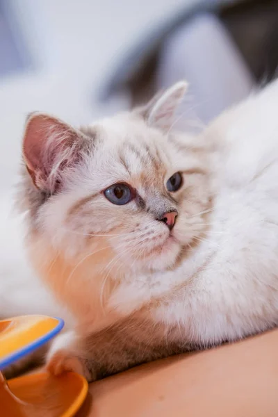 Retrato de gato bonito ragdoll com belas cores e padrões — Fotografia de Stock