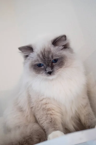 아름 다운 색상과 패턴으로 사랑 스러운 래그 돌 고양이 초상화 — 스톡 사진
